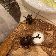 カブトムシ、クワガタの画像