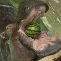 動物園のカバ『キボコちゃん』にスイカ・メロンを安く譲っていただけ...