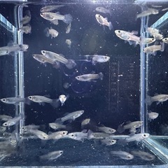 グッピー モスコーグリーン 44匹の画像