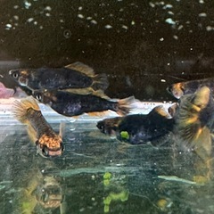 ヒレの形がカッコいい迦羅求羅　1ペア　メダカ　めだか ブラックリムの画像