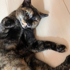 🐾 甘えん坊なサビ猫女子💕人馴れバッチリ＆飼いやすい子です🌸