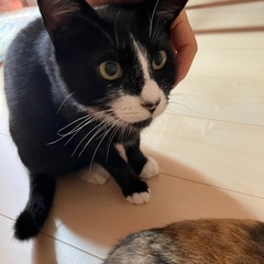 🐾 靴下模様の白黒女子🎀甘えん坊＆おとなしい性格で飼いやすさ満点💮