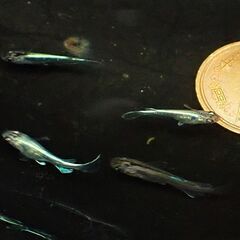 エメキンリアルロングフィン　幼魚～若魚７匹　現物です 　：メダカ　めだかの画像