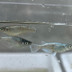 《メダカ》ネプチューン　5匹の画像