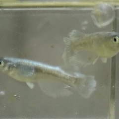 《メダカ》グラディオ　5匹の画像