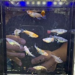 ラメ系メダカの画像