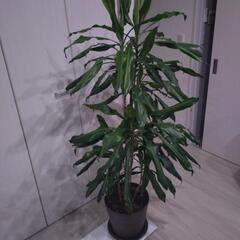 観葉植物譲ります（5000円）🍀