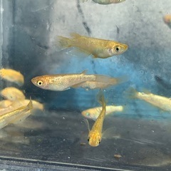 サンシャイン　メダカ　めだかの画像