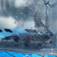 アルティマニア　メダカ　めだかの画像
