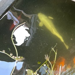 錦鯉の貰い手を探しています　　の画像