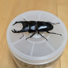 オオクワガタ能勢YG新成虫80㎜ペアの画像