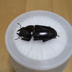 オオクワガタ能勢YG新成虫80㎜ペアの画像