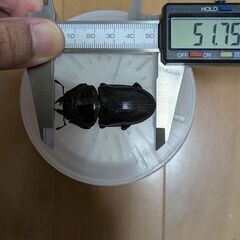 オオクワガタ能勢YG新成虫80㎜ペアの画像