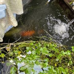 錦鯉　メダカ　鮒　もらってくださいの画像