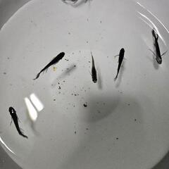 サタンメダカ六匹の画像