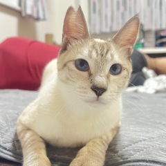 シャムMIXえのきくん里親募集‼️