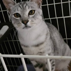 アメショ風ライくん里親募集中‼️