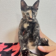 サビ柄あんちゃん里親募集中‼️