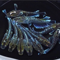 メダカ　ミッドナイトフリル　幼魚から若魚　5匹の画像