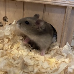 ハムスター