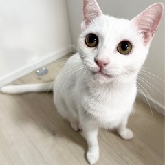 人懐っこい白猫ちゃん