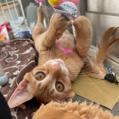 トムとジェリー