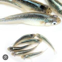 鯖の極みメダカを探してます！