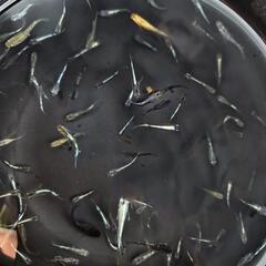 めだか　100匹+α メダカの画像