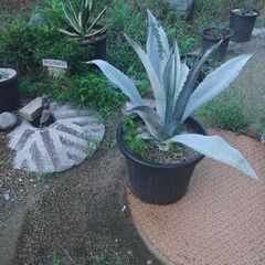 小さなアガベやユッカの苗　差し上げます。の画像