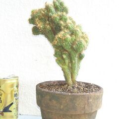 サボテン金獅子の画像