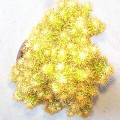 サボテン金獅子の画像