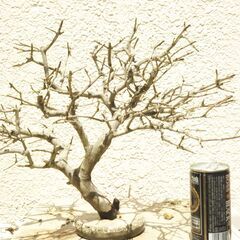 枯れ木のオブジェー２の画像