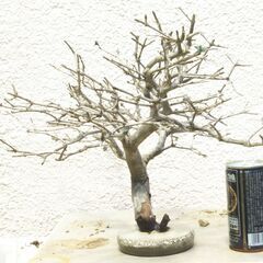 枯れ木のオブジェー２の画像