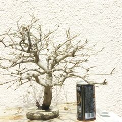 枯れ木のオブジェー２の画像