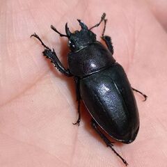 【お子様にオススメ】岐阜県多治見市産 本土ノコギリクワガタ ♂♀♀トリオ販売⑤の画像