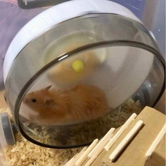 ハムスターなど小動物用備品の画像