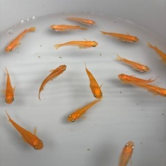 【増量】メダカ　楊貴妃　①                     　　　　　2️⃣0️⃣匹＋α有り🐟🐟🐟の画像