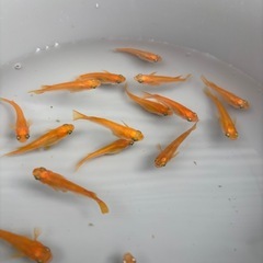 【増量】メダカ　楊貴妃　①                     　　　　　2️⃣0️⃣匹＋α有り🐟🐟🐟の画像