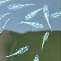 🉐🉐メダカサボテン【幼魚】の画像