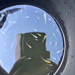 🉐サファイアメダカ【幼魚】の画像