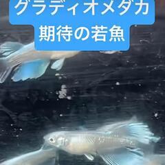 【若魚】グラディオめだか店頭販売‼️♢名古屋改良メダカ直売所♢