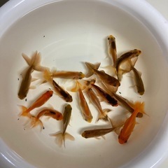金魚 月曜まで値下げ中❗️の画像