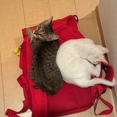 生後二ヶ月ほどの猫2匹