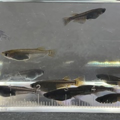 メダカ カイジブルーアイ選外 幼魚10匹の画像