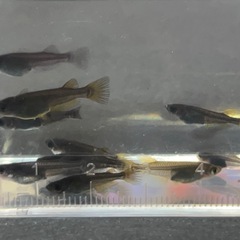 メダカ カイジブルーアイ選外 幼魚10匹の画像