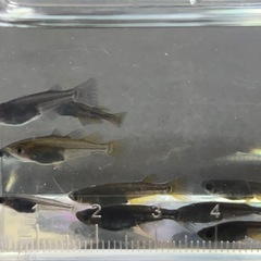 メダカ カイジブルーアイ選外 幼魚10匹の画像