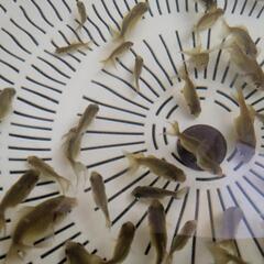 【金魚】らんちゅうの幼魚５０匹＋おまけ匹☝️先祖返り東錦調🌈背びれがあります。の画像