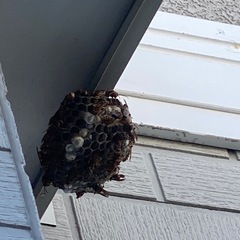 蜂の巣駆除