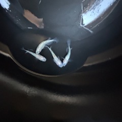 メダカ　ピンクサファイア
の画像