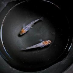 ☆三色ラメ☆1ペア☆今年生まれ☆めだか☆メダカ☆の画像